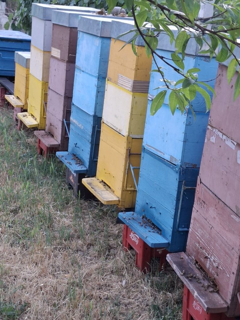 Vând familii de albine și roiuri