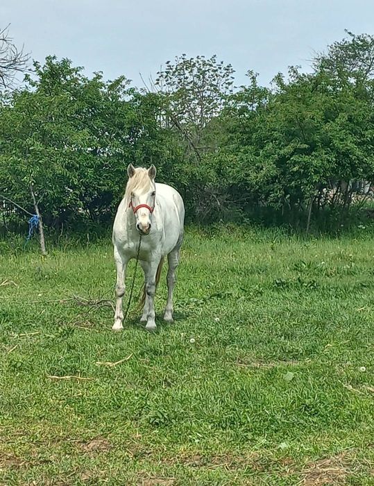 Vând iapa gestantă