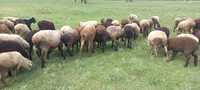 Продам баранов кой овец семыз жырные