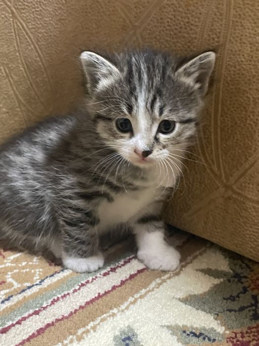 Котята бесплатно