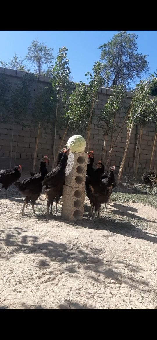 Gigat qorashaxzoda 3 oydan oshkan 4 oyliga yetib qogan xorozlar sotila
