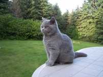 Vand pui pisica british blue