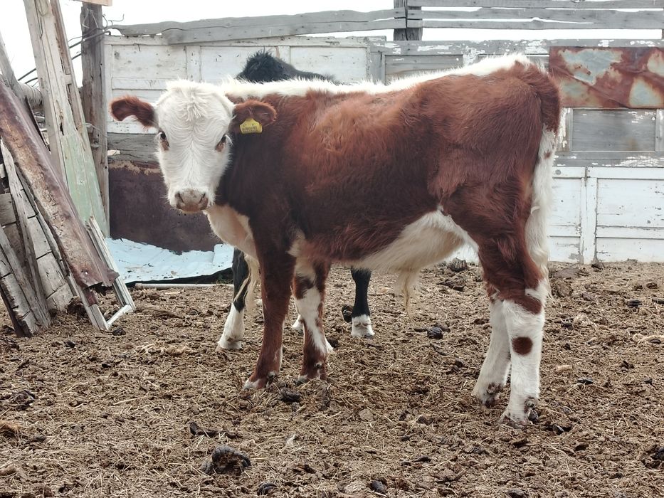 Подсосные бычки бука