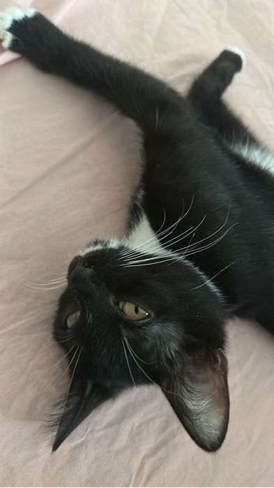 Бесплатно отдам кошку