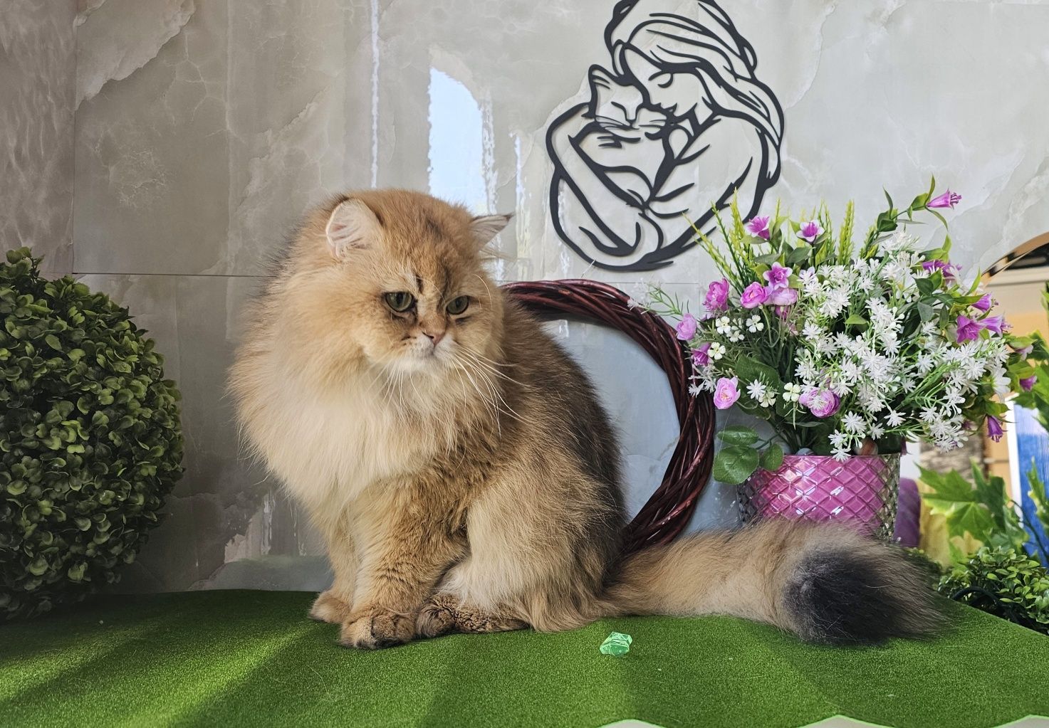 Дългокосмести златни котенца