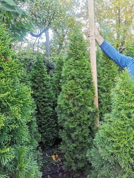 Plante ornamentale