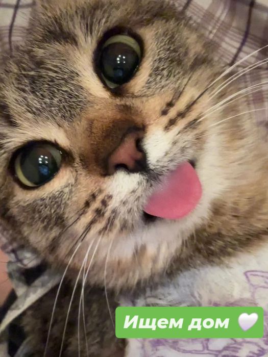 Очень добрая и ласковая кошка ищет дом