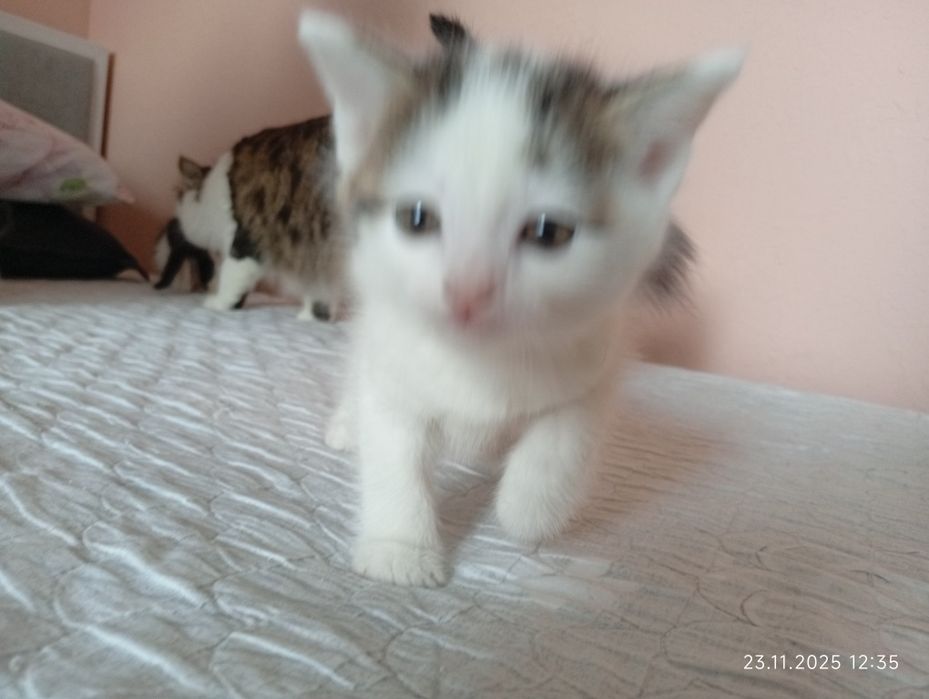 Продадим котят смесь турецкая ангорка