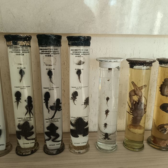 Консервирани Препарирани влечуги животни и в стъкленица