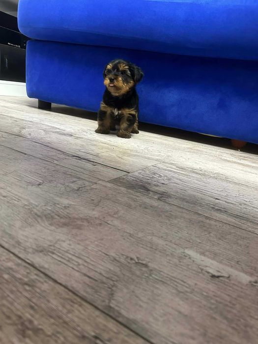 Йоркширски териер, мъжко