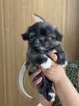 Shih-tzu Fetita