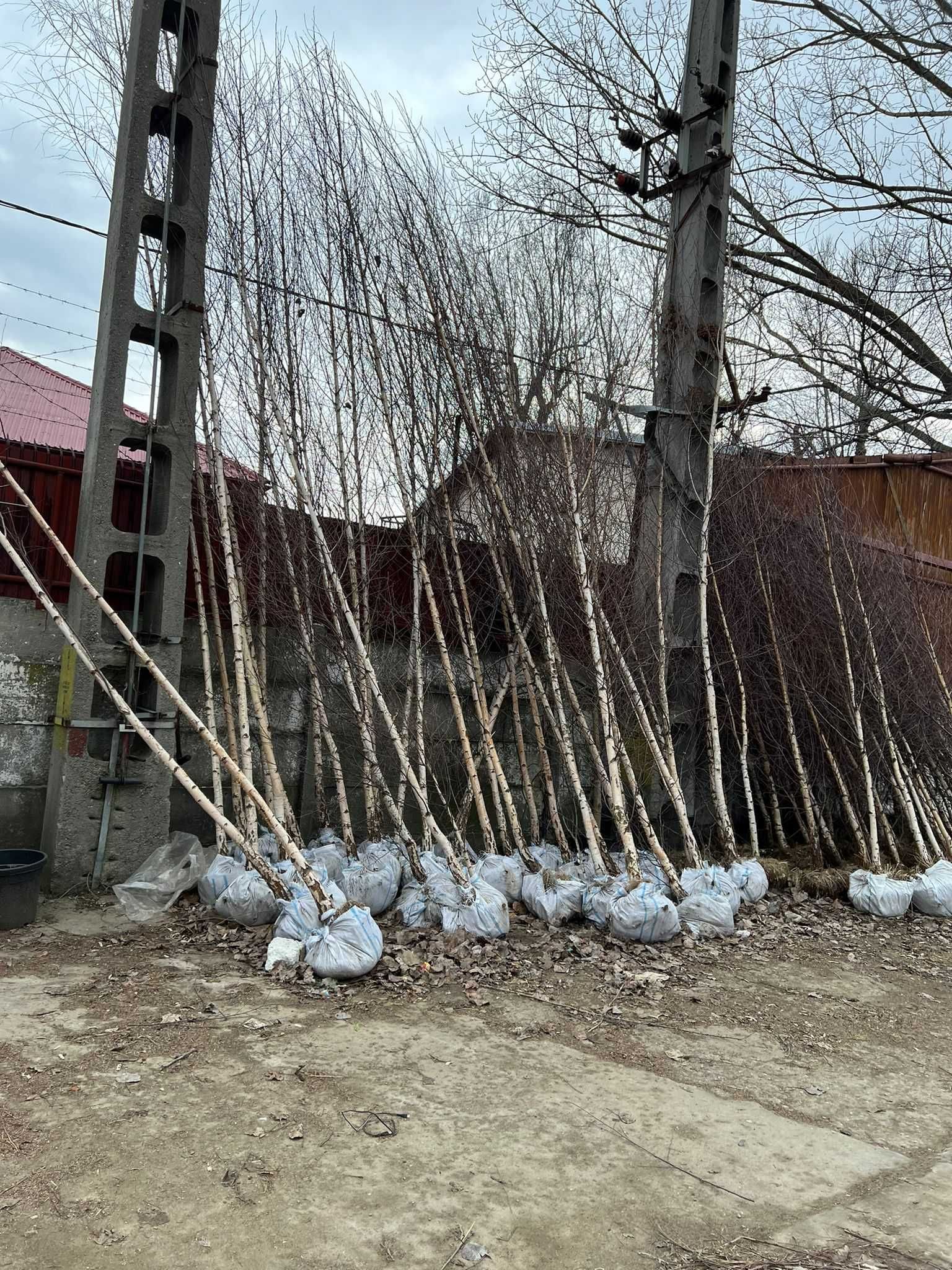 Plante ornamentale pentru orice sezon – livrare rapidă!