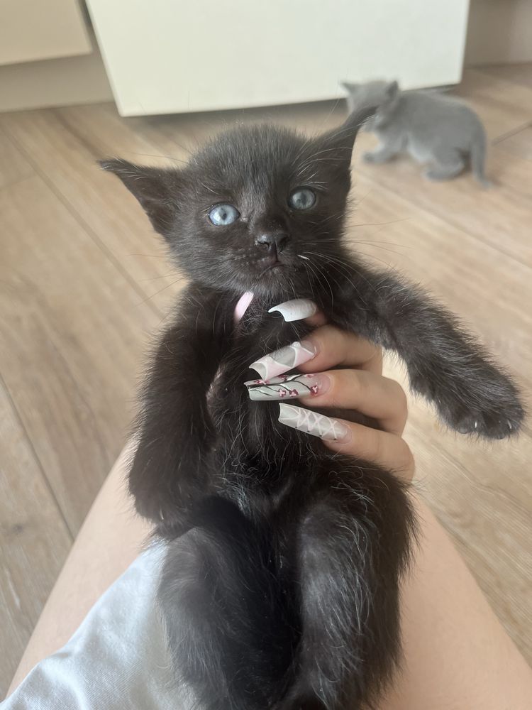 котята даром в хорошие руки
