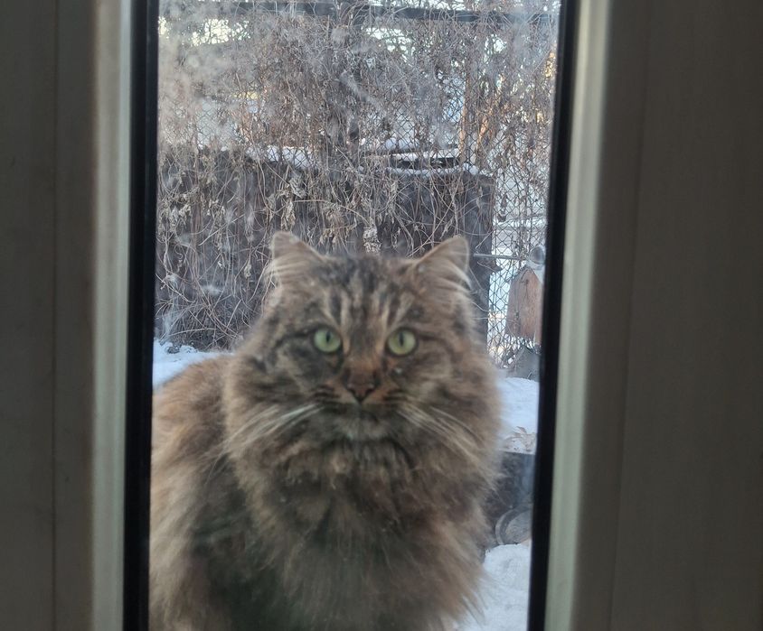 Помогите пожалуйста  подкидыши кошек