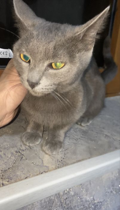 Scottish fold (zoti toza)