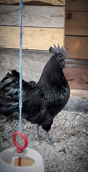 Cocos Ayam Cemani