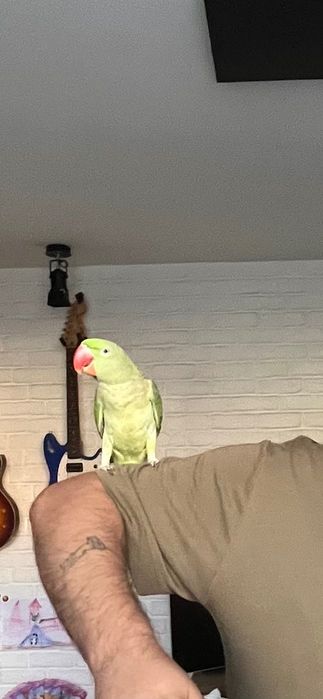 Papagal Marele Alexandru