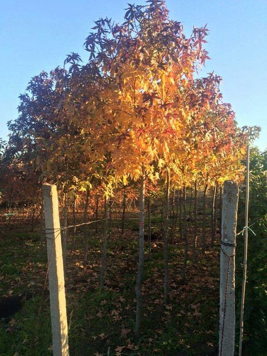 Pomi ornamentali  arborele de guma [liquitdambar styraciflua