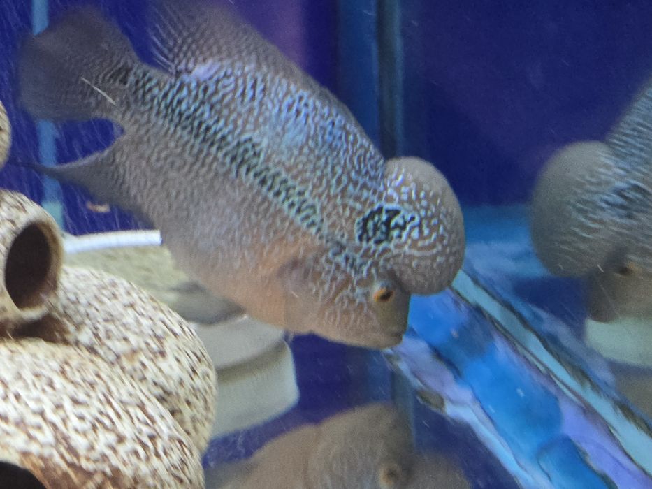 Продам рыбу флауэр хорн