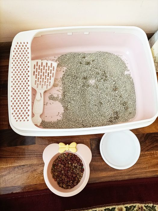 Aqili mushuk uydan chiqmidi