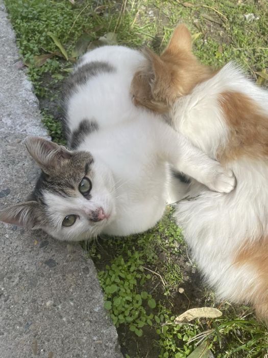 Котета търсят домове