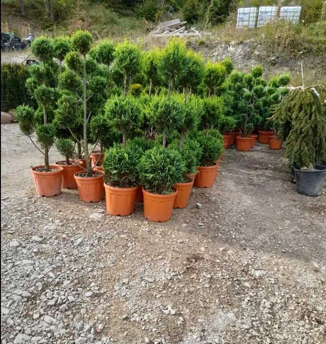 Plante ornamentale de efect pentru grădini impresionante