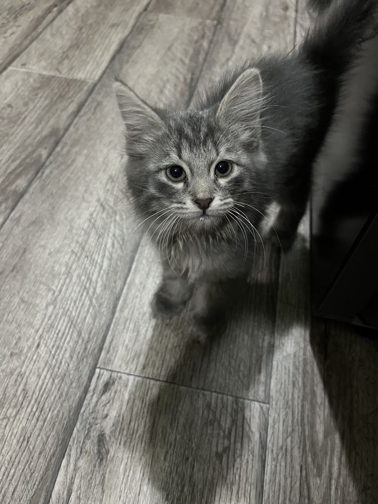 Котенок, бесплатно