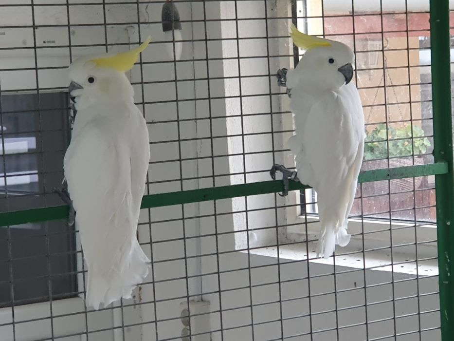 Papagali Kakadu Galerita, 2017, pereche