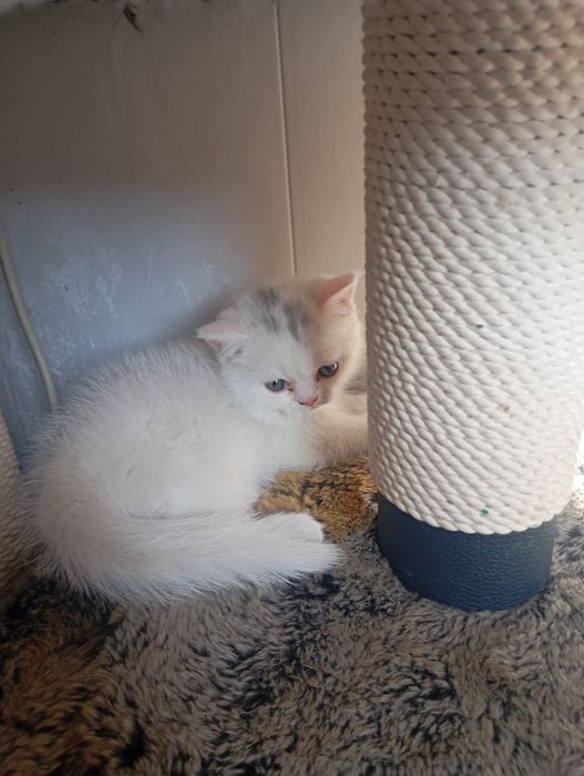 Котята британские чистокровные