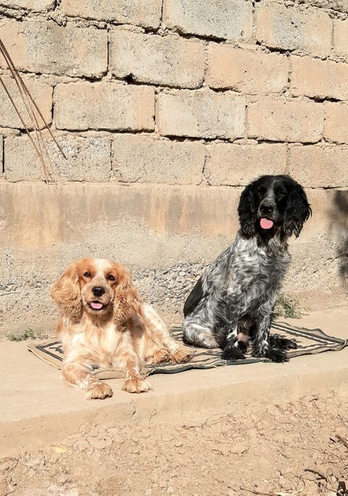 Рус Кокер Спаниель овчи ит болалари Сотилади.