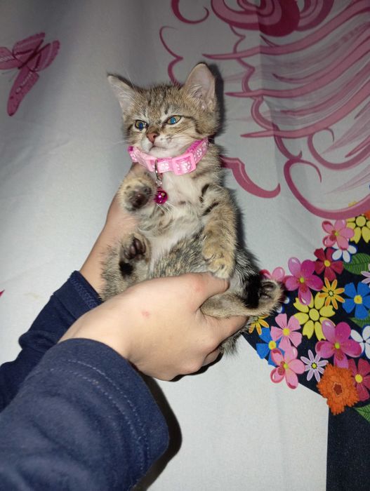 Котята 2 отдются в хорошие руки!