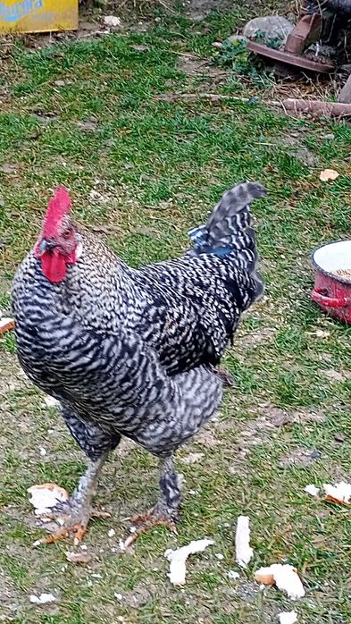 Cocoșei crescuți la curte