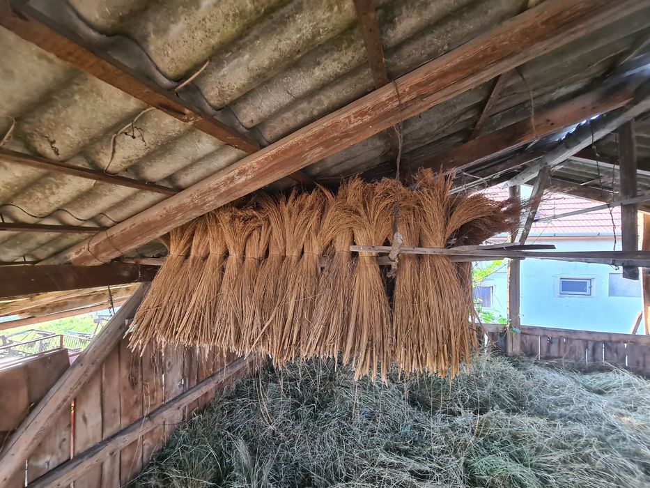 Vând sorg pentru mături calitate foarte bună
