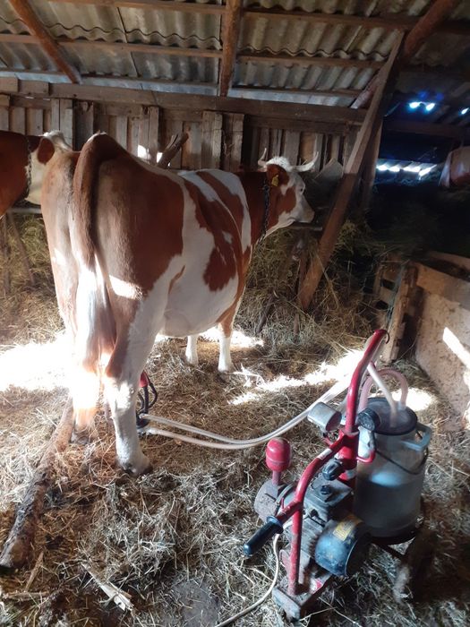 De vanzare grstanta 3 luni