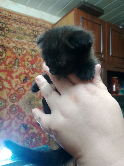 Продаются котята