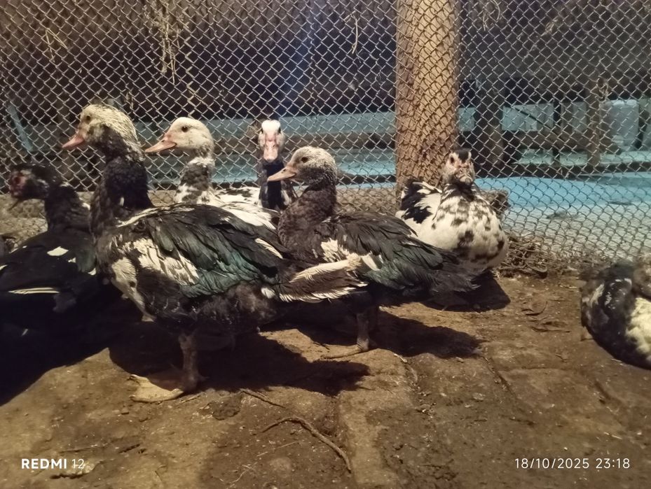 Indu utkalar tezda sotiladi