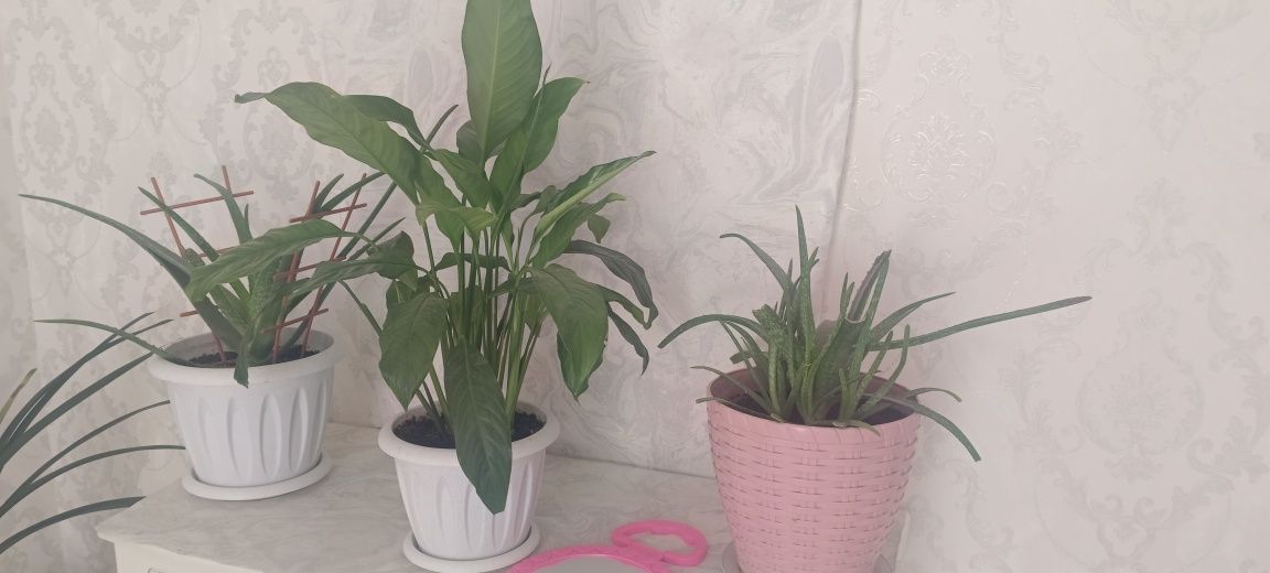 Продам домашнее цветы