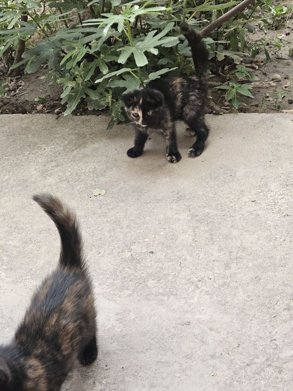 3 кота бесплатно в хорошие руки