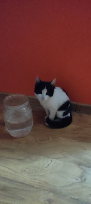 Отдам котенка, мальчик. Чистый, здоровый