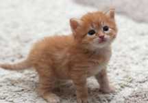British orange puiut