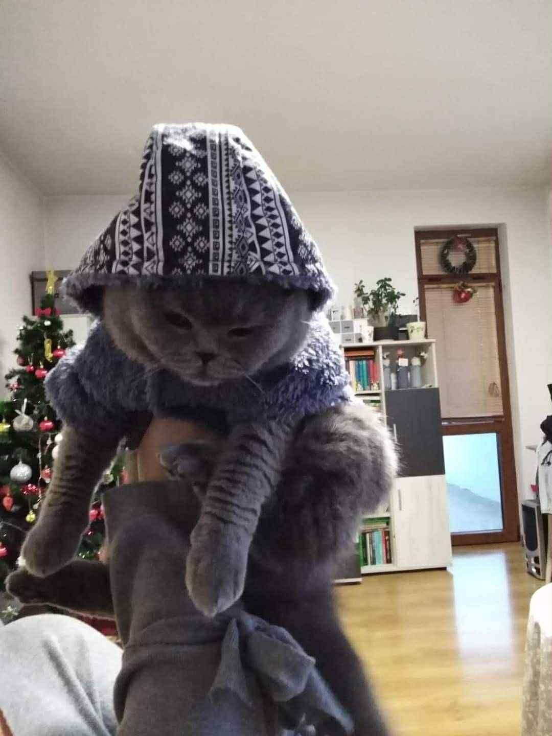 Британска котка кастрирана