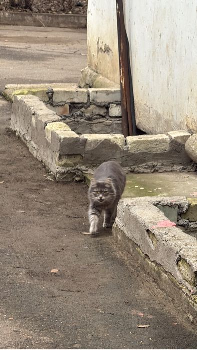 Брошенная, но всё ещё доверяющая. Ищет дом после предательства
