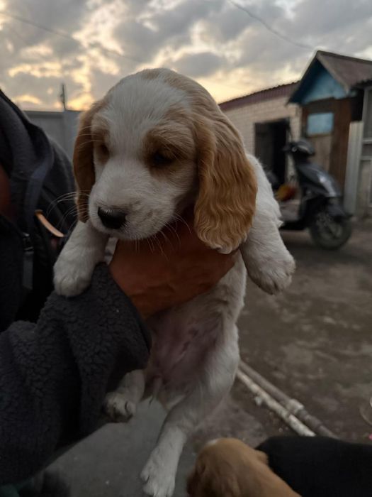 Продам щенков русского спаниеля