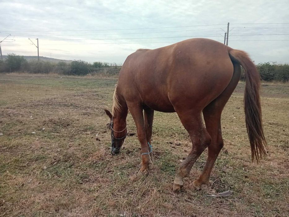 Vand armasar 3500 de lei