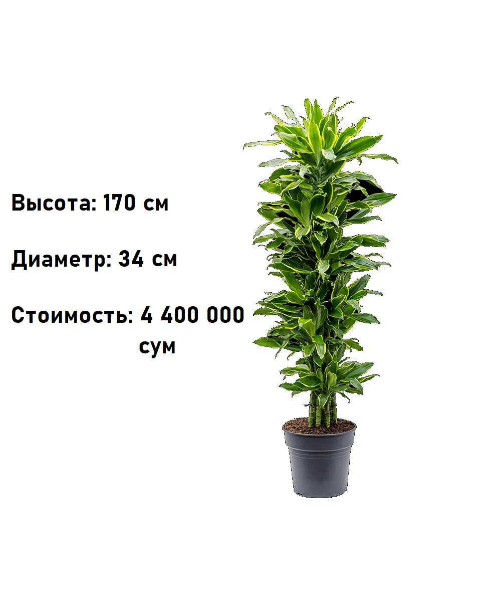 Комнатное растение - (Dracaena) - Голландская Драцена