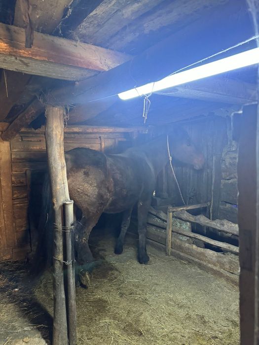 Продам кабылу жирную