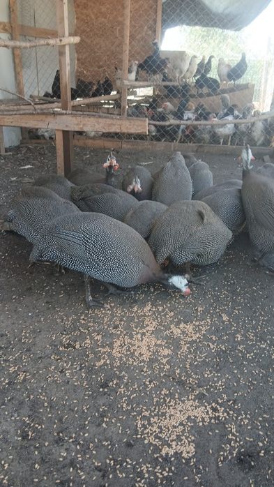 Bibilici de vânzare