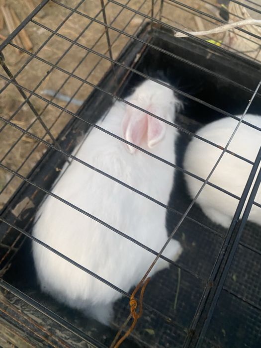 Кролик. Коян.кролики.