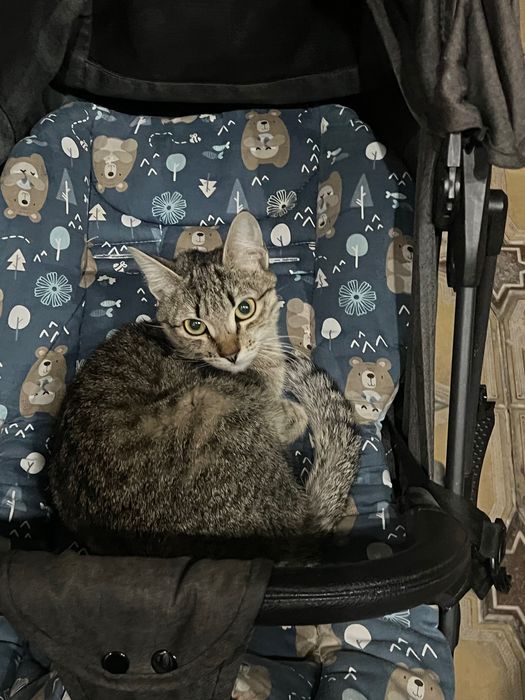 Отдам котенка! Бесплатно