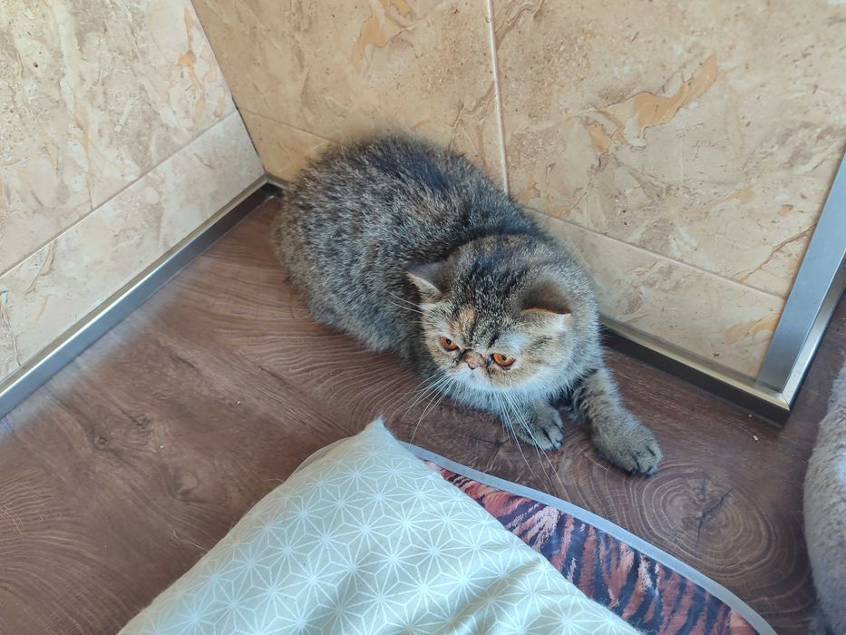 Женска екзотична персийска котка на 2 години.